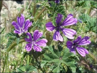 Extraordinaire : la varit des bois, qui sent bon la guimauve, donne une infusion bleue ! Cette couleur n'est pas stable et elle vire au turquoise, au vert puis au jaune ! Cette fleur a t utilise pendant des sicles pour obtenir la teinture jaune !