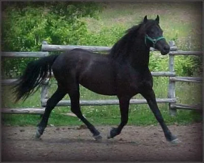 Coche la rponse qui va de l'allure la plus lente  la plus rapide.