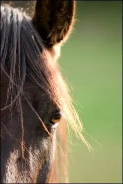 Combien a de membres le cheval ?