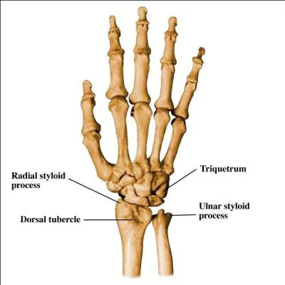 Quel est le mtier du Dr Temperance Brennan ?