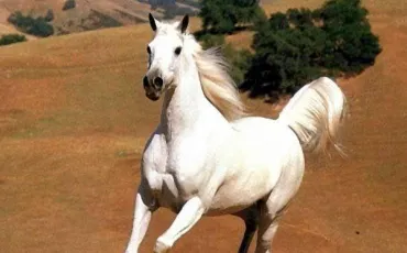 Quiz Galop 3
