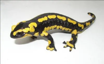 Amphibien lgendaire qui tait rput pour vivre dans le feu et s'y baigner, et ne mourait que lorsque celui-ci s'teignait !