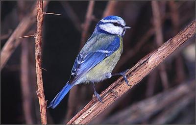 Charbonnire, bleue, nonnette !