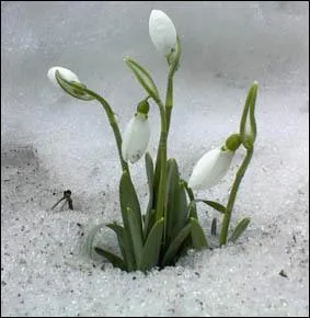 Pousse et fleurit en hiver !