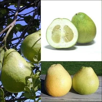 Agrume, fruit du 'Citrus maxima' ! Ne pas confondre avec le fruit de l'hybride 'Citrus & paradisi' qui est le pomlo !