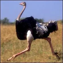 Inapte au vol, cet oiseau est excellent  la course !