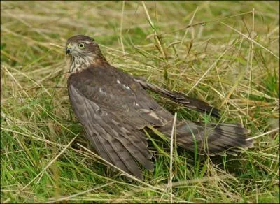 De ces trois interprtes, l'un a un rapport avec la photo, attention au pige !