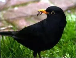 Le merle fut galement chant, on le trouve dans un titre ...