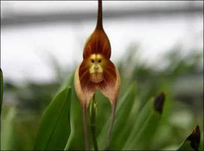Ce n'est pas un hasard si j'ai choisi cette orchide, qui fait penser  un singe,  quel groupe pensez-vous ?