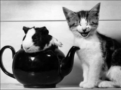 Sans aucun instrument, ils chantrent l'animal de droite !