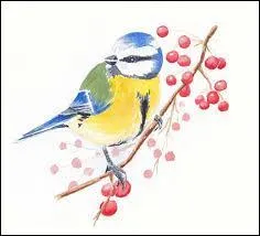 Que fait la msange quand elle chante ?