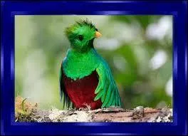 Quel est le nom de cet oiseau sacr pour les Mayas et les aztques et qui reprsente la libert au Costa Rica car il meurt si on le met en cage ?