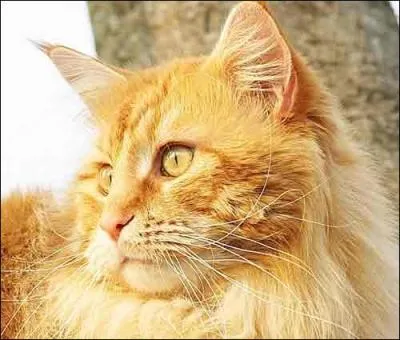 Qui est le frre de Pelage d'Or ?