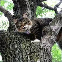 Quelle est la situation familiale d'toile Bleue ?