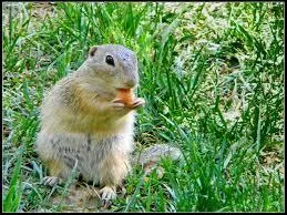 Qu'est-ce qu'une migration ?