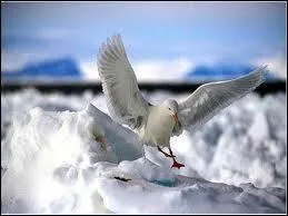 Comment s'appelle cette vie au ralenti des mammifres ?