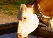 Quiz Les vaches