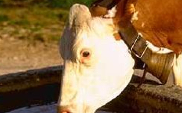 Quiz Vaches
