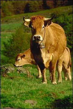 Quel est cette race de vache franaise ?