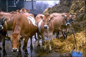Quel est cette race de vache franaise ?