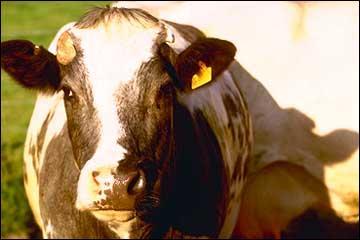 Quel est cette race de vache franaise ?