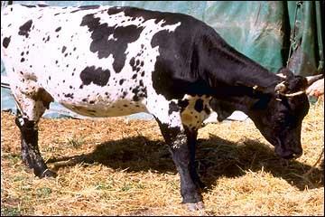 Quel est cette race de vache franaise ?