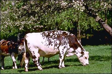 Quel est cette race de vache franaise ?