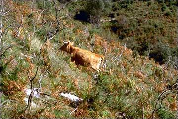 Quel est cette race de vache franaise ?