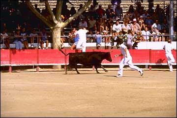 Quel est cette race de vache franaise ?