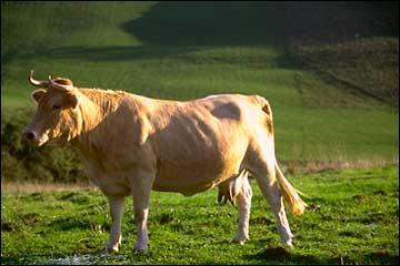 Quel est cette race de vache franaise ?