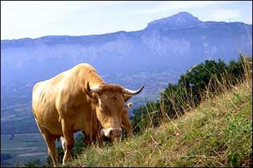 Quel est cette race de vache franaise ?