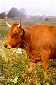 Quel est cette race de vache franaise ?