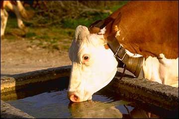 Quel est cette race de vache franaise ?