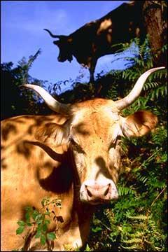 Quel est cette race de vache franaise ?