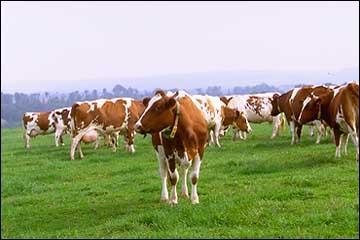 Quel est cette race de vache franaise ?