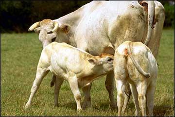 Quel est cette race de vache franaise ?