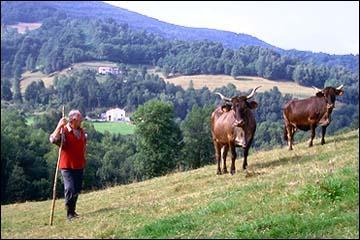 Quel est cette race de vache franaise ?