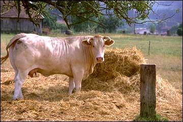 Quel est cette race de vache franaise ?