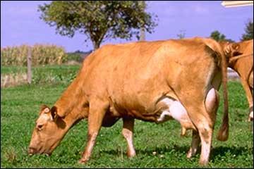 Quel est cette race de vache franaise ?