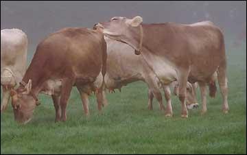 Quel est cette race de vache franaise ?