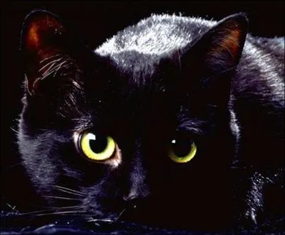 Les superstitieux disent que le chat noir :