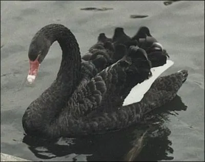 Quels sont les pays d'origine des cygnes noirs ?