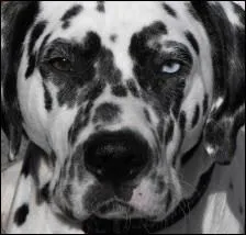 Si vous avez  un il au beurre noir , cela signifie :