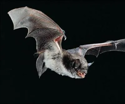 Trouve le hros correspondant  l'animal !