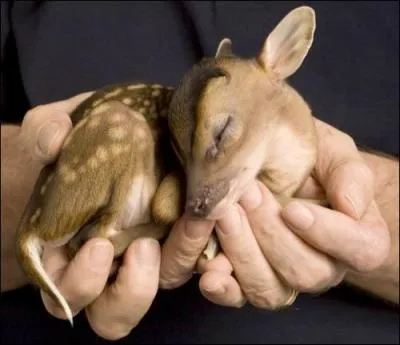 Il est le hros d'un grand film Disney !