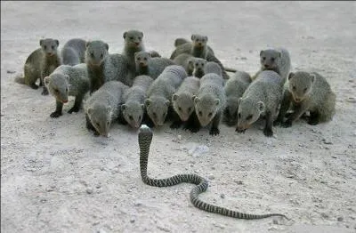 Dans  Le livre de la jungle , Rudyard Kipling parle de  Rikki Tikki Tavi , quel est cet animal ?