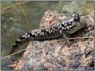  quelle catgorie appartient cet animal appel priophtalme ?