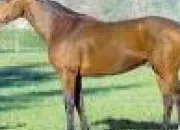 Quiz Races de chevaux