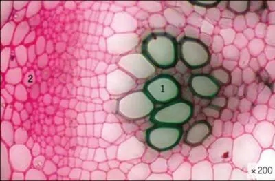 La plante possde des 2 types tissus conducteurs dont