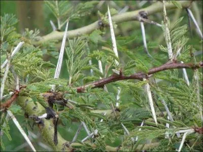 Les plantes possdent des structures et des mcanismes de dfense :